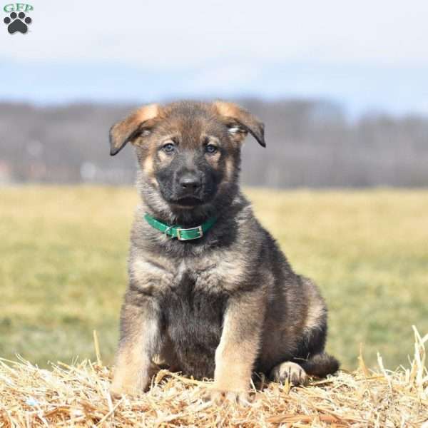 Buster, German Shepherd Puppy